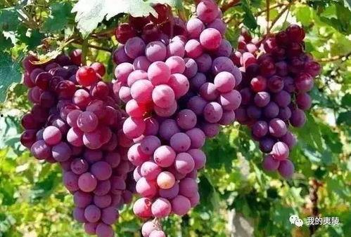 葡萄爆料视频大全最新,揭秘娱乐圈幕后故事 第2张 葡萄爆料视频大全最新,揭秘娱乐圈幕后故事 第2张